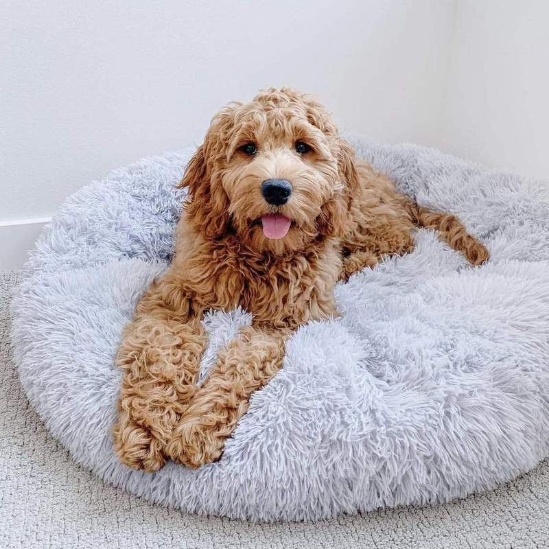 ANTI-ANXIETY CALMING BED FOR DOGS