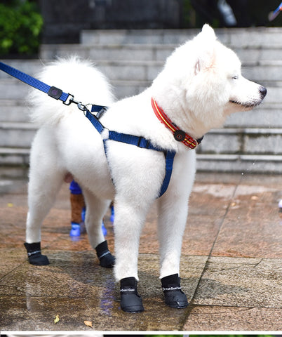 Dog Rain Boots