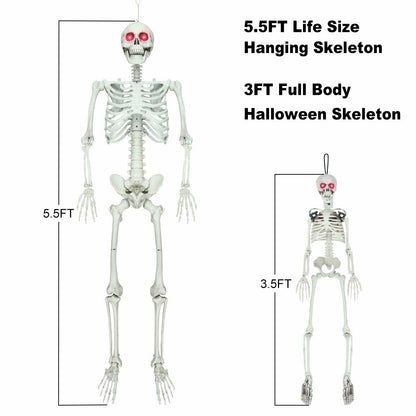 Posable Skeleton - Life Size Posable Skeleton