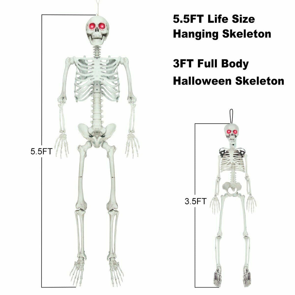 Posable Skeleton - Life Size Posable Skeleton