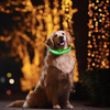 Image of Light Up Dog Collar - Flashing Dog Collar