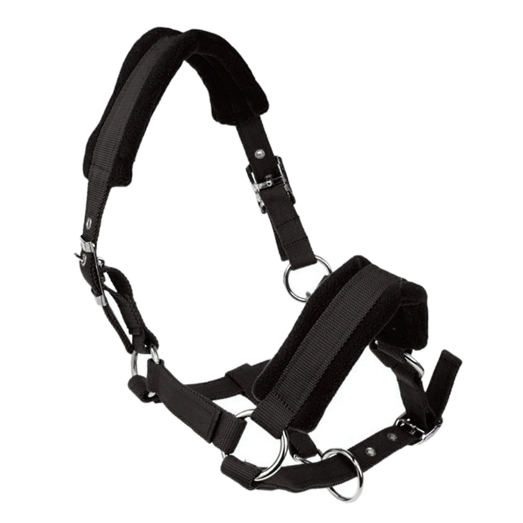 anatomical-bridle