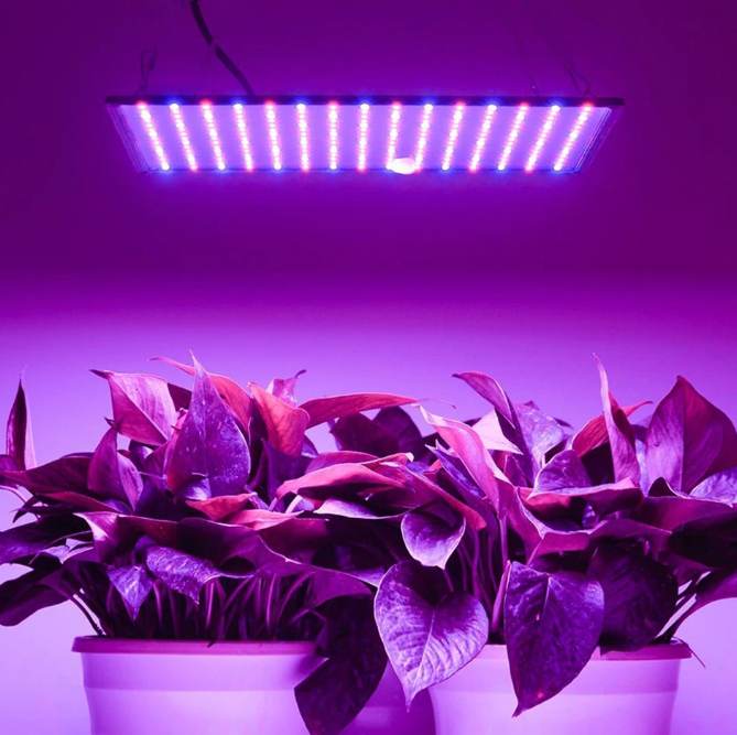 plant-lights-for-indoor-growing